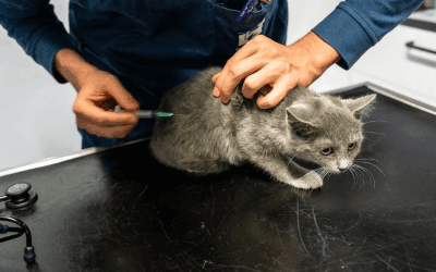 Welke ziektes kunnen katten krijgen en hoe bescherm ik hen?