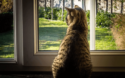 Waarom mijn kat binnenhouden?