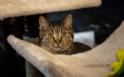 Hoe socialiseer ik een schuwe kat?