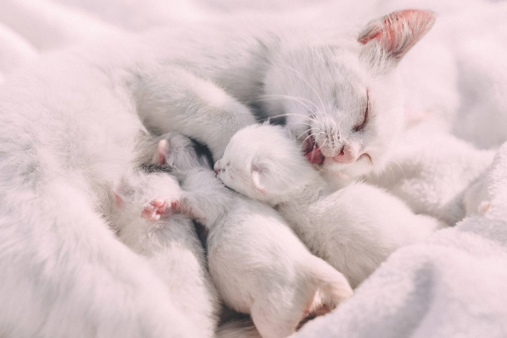 Uithoudingsvermogen filosoof Klem Beter laat dan vroeg – wanneer kunnen kittens van de moeder gescheiden  worden? | Kat zoekt thuis