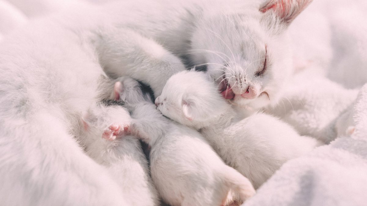 Begeleiden Aanvulling lichten Beter laat dan vroeg – wanneer kunnen kittens van de moeder gescheiden  worden? | Kat zoekt thuis