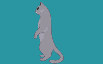 Help, mijn kat plast in huis!