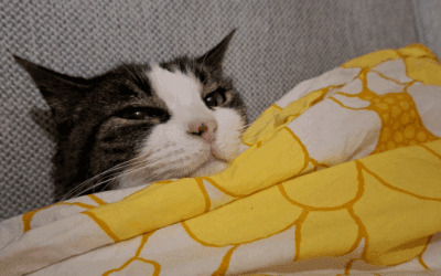 Tips voor de senior kat