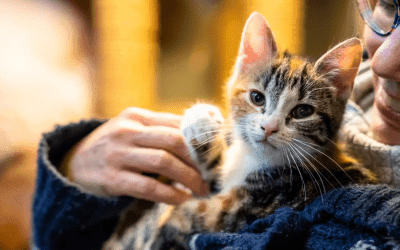 Katje adopteren?