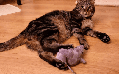 Waarom sproeit een kat in huis
