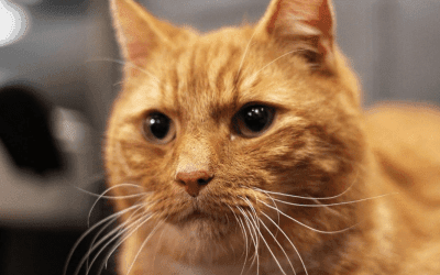 Hoe je kat voorbereiden op een baby