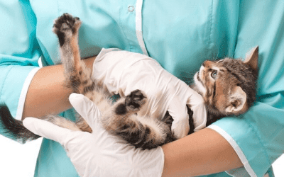 Hoe vaak moet ik met mijn kat naar de dierenarts?