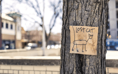 Mijn kat is vermist. Wat nu?