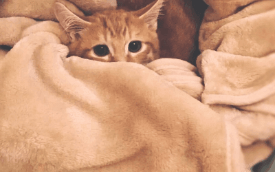 Hoe verzorg je kittens?