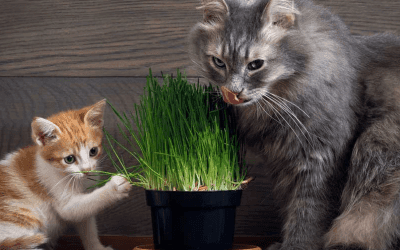 Welke planten kunnen schadelijk zijn voor katten?