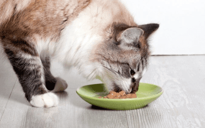 Weet wat je kat eet?