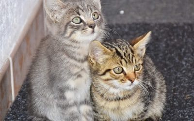 Waarom een duo adopteren?