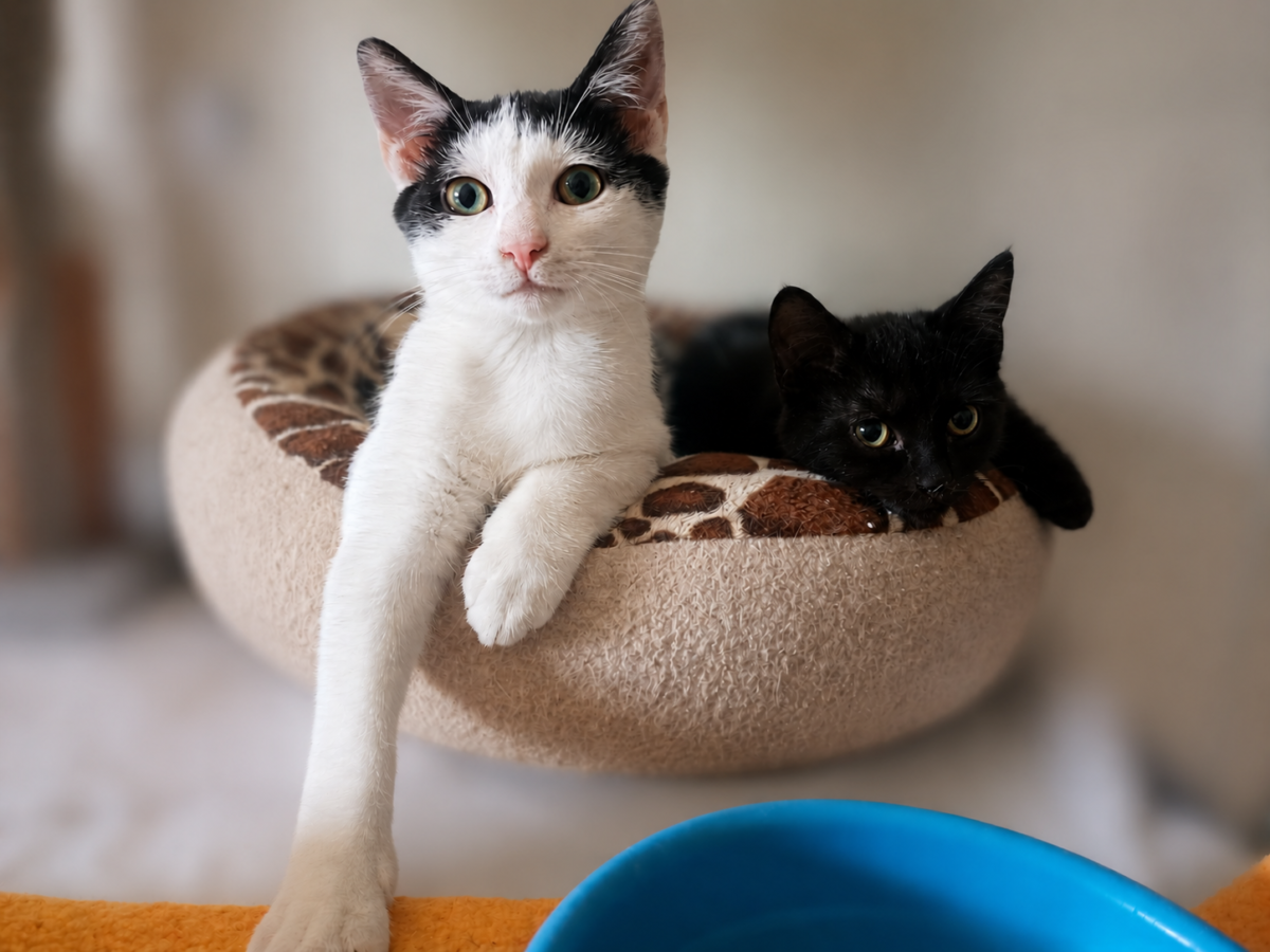 Picture of Duo Kastaar & Kika