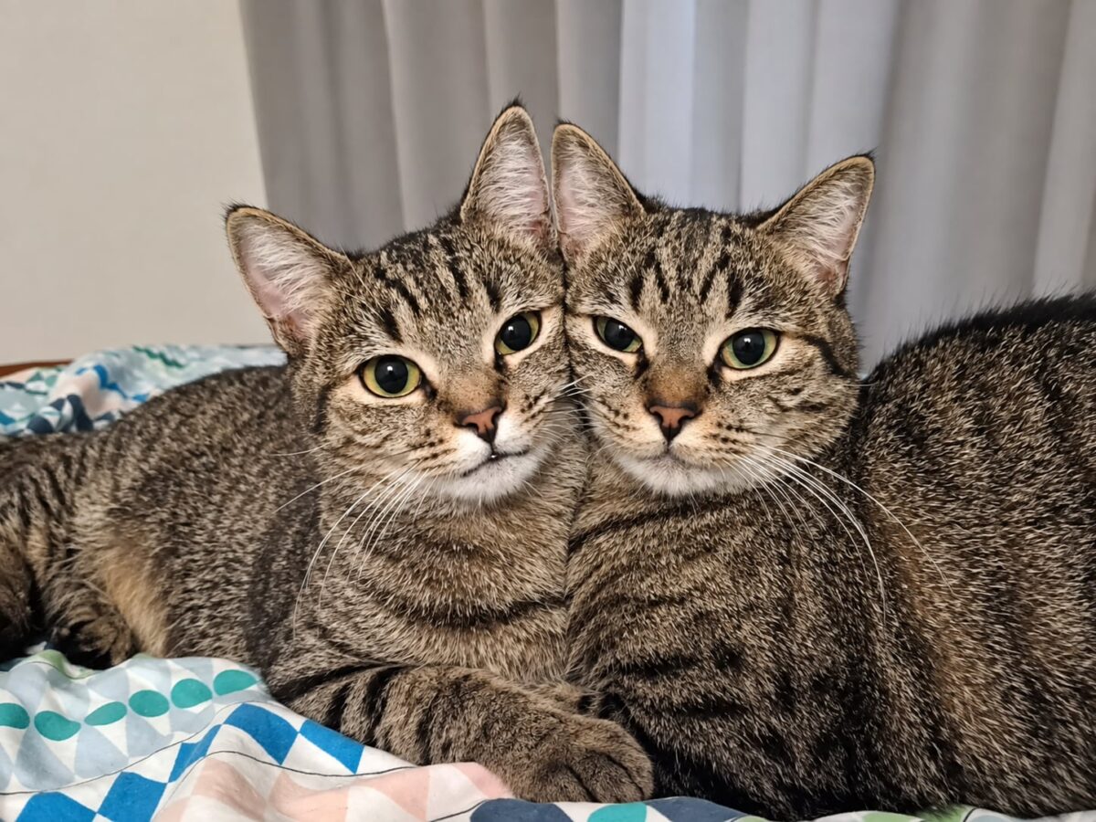 Picture of Duo Mizo & Otje