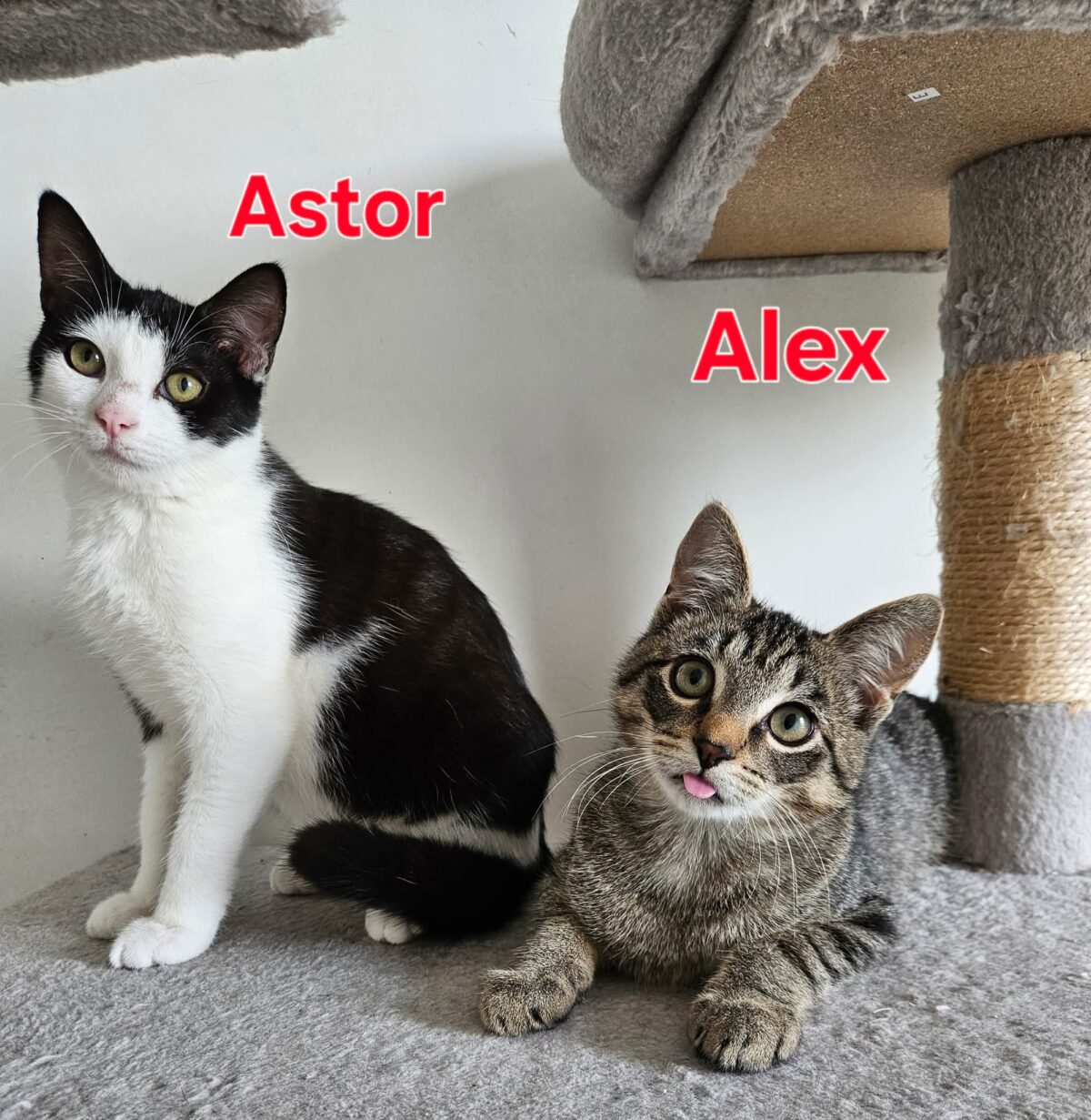 Picture of Duo Alex & Astor