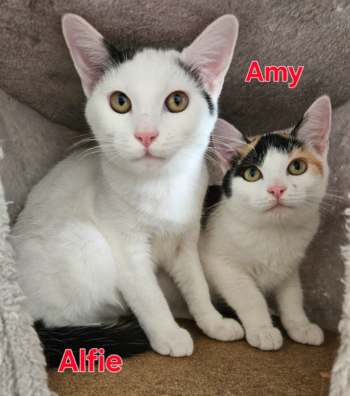 Picture of Duo Amy & Alfie