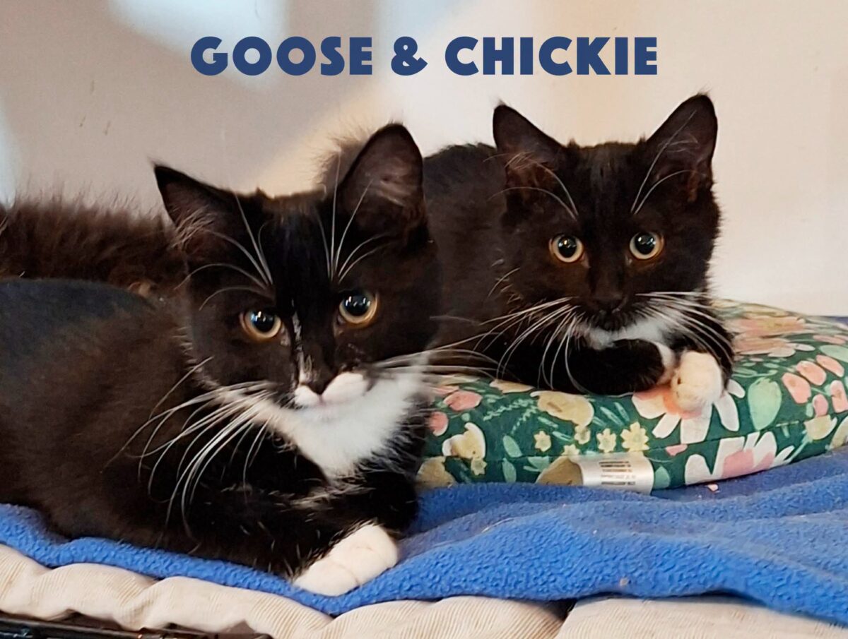 Picture of Duo Goose & Chickie