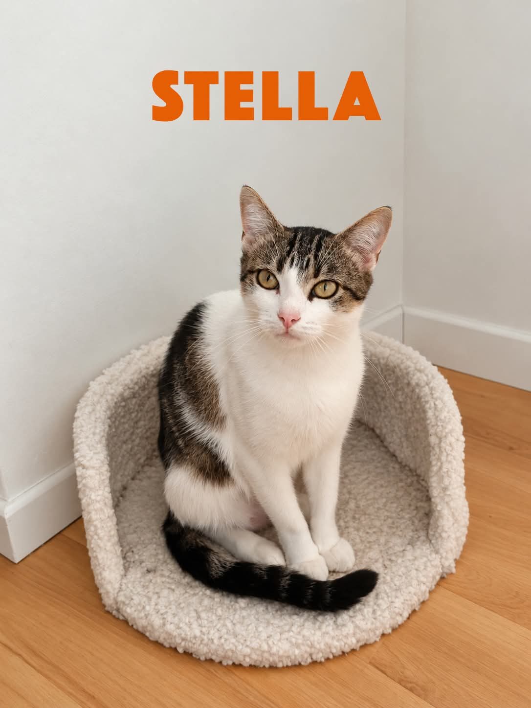 Picture of Stella
