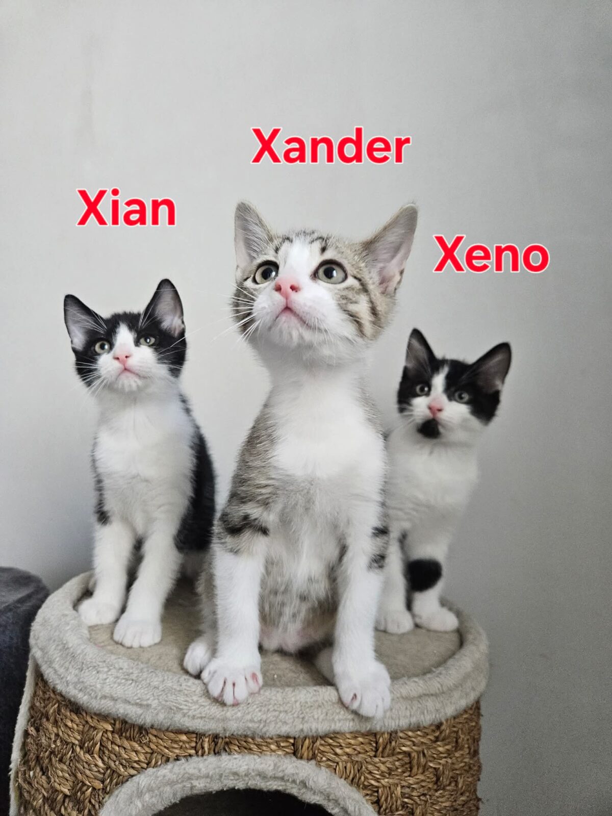 Picture of Trio Xander, Xian & Xeno