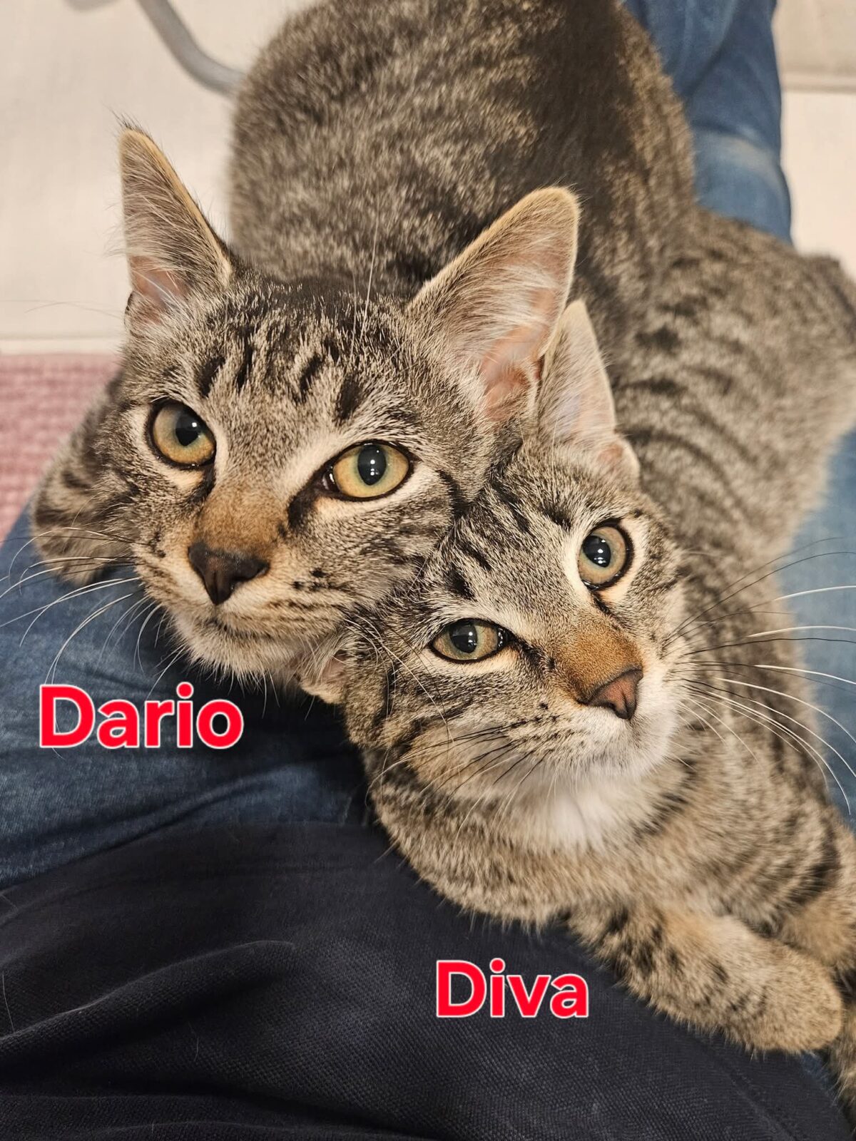 Picture of Duo Dario & Diva